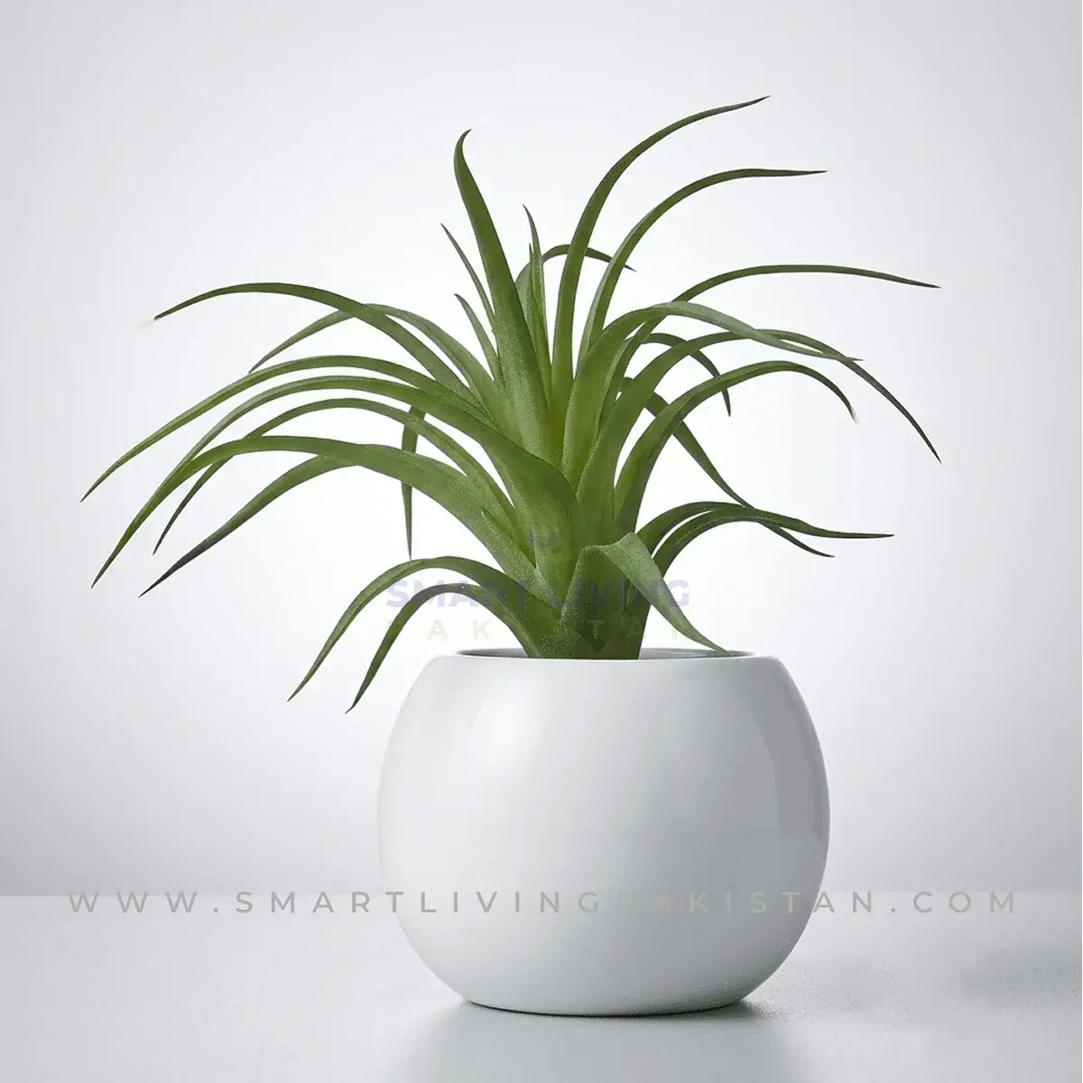 Artificial plant with wispy fronds in white ceramic planter, by Smart Living Pakistan