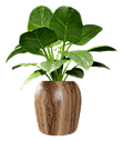 Plants Indoor Interior Plants Products Smart living pakistan smartlivingpakistan